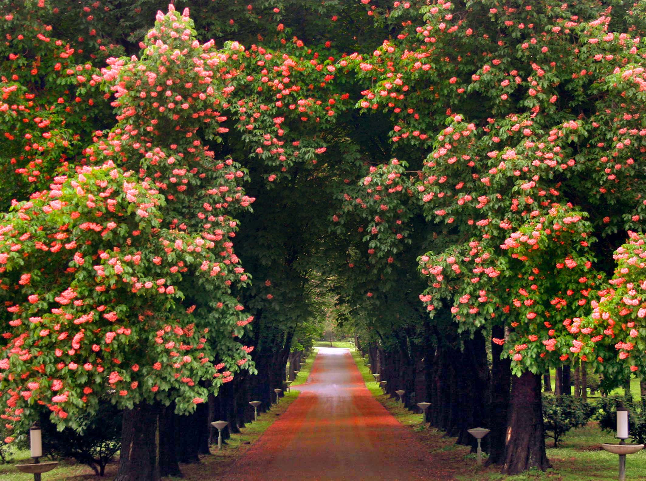 Help the Environment- Dedicate a Tree